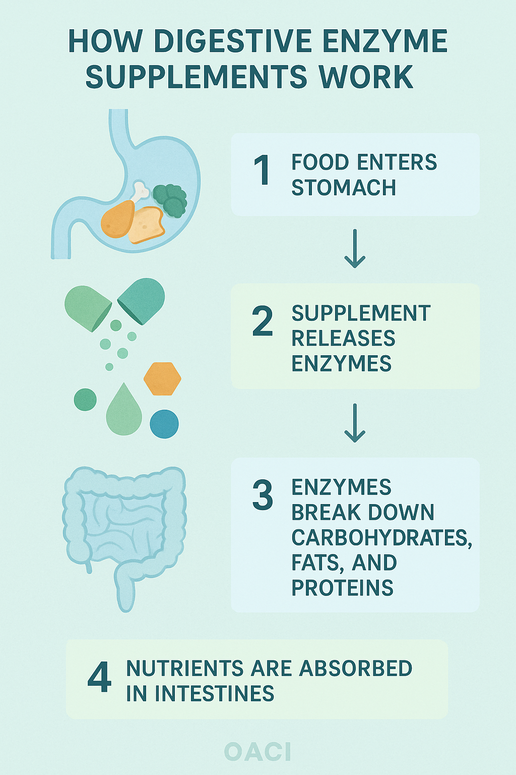 Top 6 Best Digestive Enzymes Supplements for Optimal Gut Health 5 Flow diagram explaining how best digestive enzymes supplements help break down food for nutrient abs