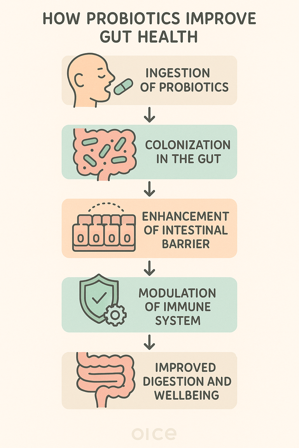 10 Best Probiotics for Gut Health: Trusted Picks for Wellness 5 Flowchart showing how best probiotics for gut health enhance digestion and immunity