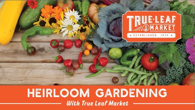 True Leaf Market Review: Best Organic Seeds And Microgreens Online For Healthy Living 1 hq720