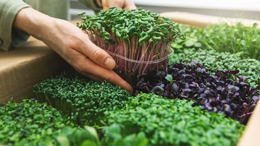 True Leaf Market Review: Best Organic Seeds And Microgreens Online For Healthy Living 2 unnamed